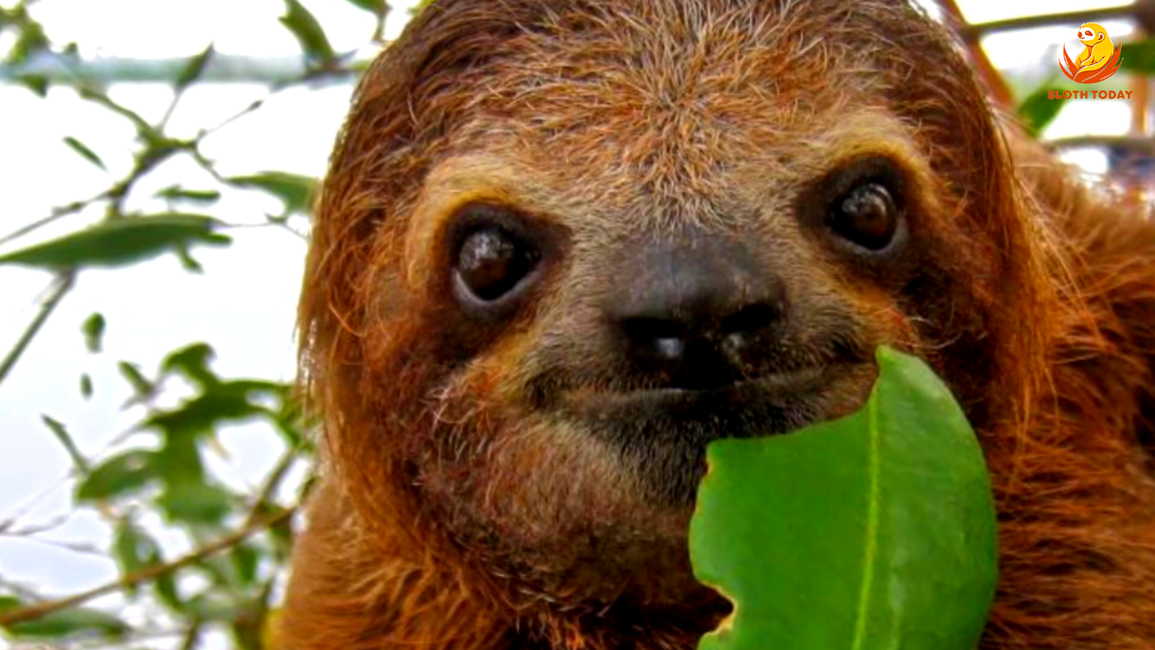 everything you need to know about sloths, slothtoday
