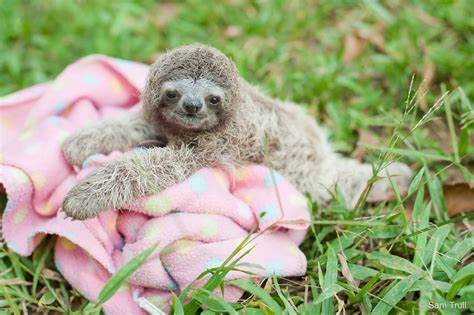 Fun Sloth Facts for Kids, slothtoday.com