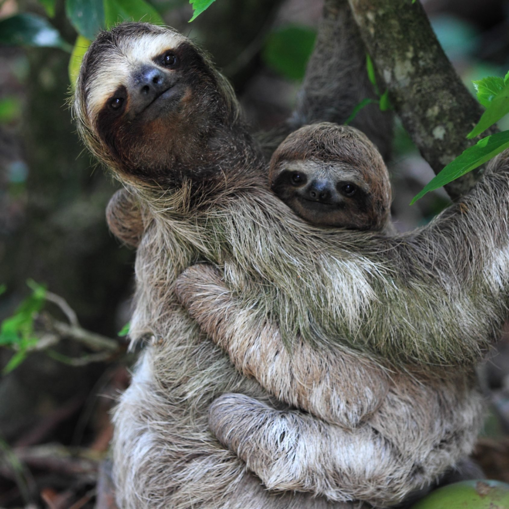 Fun Sloth Facts for Kids, slothtoday.com