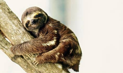 Fun Sloth Facts for Kids, slothtoday.com